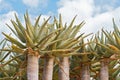 Quiver tree or Kokerboom Aloe dichotoma against a cloudy sky, Namibia Royalty Free Stock Photo