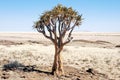 Quiver tree or kokerboom with flowers in dry desert Royalty Free Stock Photo