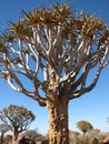 Quiver tree or Kokerboom