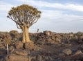 A quiver tree landscape Royalty Free Stock Photo