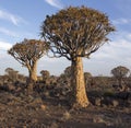 A quiver tree landscape Royalty Free Stock Photo