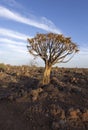 A quiver tree landscape Royalty Free Stock Photo