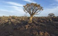 A quiver tree landscape Royalty Free Stock Photo