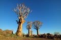 Quiver tree landscape - Namibia Royalty Free Stock Photo