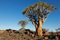 Scenic landscape with quiver trees against a clear blue sky, Namibia Royalty Free Stock Photo
