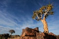 Quiver tree landscape, Namibia, southern Africa Royalty Free Stock Photo