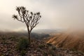 A Quiver tree in mist on the top of the Fish River Canyon Royalty Free Stock Photo