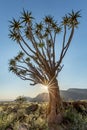 Quiver Tree, Namib Rand Reserve, Namibia