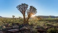 Quiver Tree, Namib Rand Reserve, Namibia