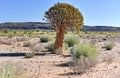 Quiver Tree - Namibia Royalty Free Stock Photo