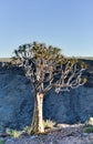 Quiver Tree - Namibia Royalty Free Stock Photo