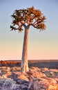 Quiver Tree - Namibia Royalty Free Stock Photo