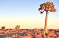 Quiver Tree - Namibia Royalty Free Stock Photo