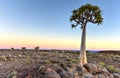 Quiver Tree - Namibia Royalty Free Stock Photo