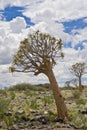 Namibia, quiver tree, Keetmanshoop, South Namibia Royalty Free Stock Photo