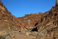 Quiver tree, Namibia Royalty Free Stock Photo