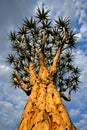 Quiver tree, Namibia, southern Africa Royalty Free Stock Photo