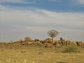 Quiver tree on rocks in a holiday resort close to Keetmanshoop in Namibia