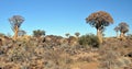 Quiver Tree and Rocky Landscape