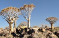 Quiver Tree and Rocky Landscape