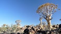 Quiver Tree and Rocky Landscape