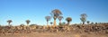 Quiver Tree and Rocky Landscape