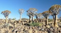 Quiver Tree and Rocky Landscape