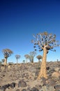 Quiver Tree and Rocky Landscape