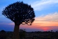 Quiver tree silhouette on bright sunset sky background, magnificent african landscape in Keetmanshoop, Namibia