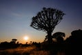 Quiver tree silhouette, Namibia Royalty Free Stock Photo