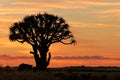 Quiver tree silhouette, Namibia, southern Africa Royalty Free Stock Photo