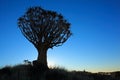 Quiver tree silhouette Royalty Free Stock Photo