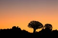 Quiver tree silhouette Royalty Free Stock Photo