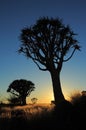 Quiver tree silhouette Royalty Free Stock Photo