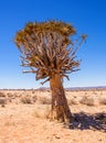Quiver Tree Royalty Free Stock Photo