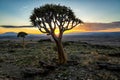 Quiver tree with sunrise in a desolate area in Namibia Royalty Free Stock Photo