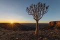 A Quiver tree at sunrise on the top of the Fish River Canyon