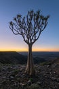 A Quiver tree at sunrise on the top of the Fish River Canyon Royalty Free Stock Photo