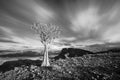 A Quiver tree on the top of the Fish River Canyon Royalty Free Stock Photo