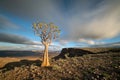 A Quiver tree on the top of the Fish River Canyon Royalty Free Stock Photo