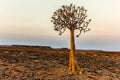 Quiver tree in the vicinity of Fish river canyon, Namibia Royalty Free Stock Photo