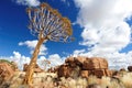 Quiver Trees (Aloe dichotoma) Royalty Free Stock Photo