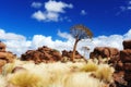 Quiver Trees (Aloe dichotoma) Royalty Free Stock Photo