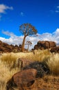 Quiver Trees (Aloe dichotoma) Royalty Free Stock Photo