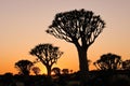 Quiver trees at sunrise, Namibia Royalty Free Stock Photo