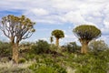 Quiver trees in Namibia Royalty Free Stock Photo