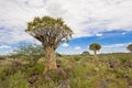 Quiver trees in Namibia Royalty Free Stock Photo