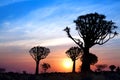 Quiver trees silhouettes on bright sunset sky background, magnificent african landscape in Keetmanshoop, Namibia