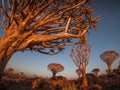 The Quivertree Forest near Keetmanshoop in Namibia, Africa.