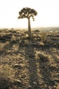 A Quivertree in Namibia Royalty Free Stock Photo